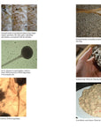 Art of Fermentation: An In-Depth Exploration