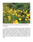 Herbal Elixirs: A Guide to Making Your Own Medicinal Drinks