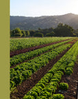 Full Belly Farm & Kitchen Cookbook