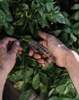 Herb Harvest Clippers + Stripping Tool