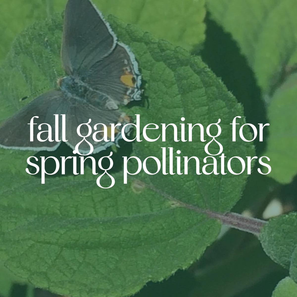 Fall Gardening for Spring Pollinators