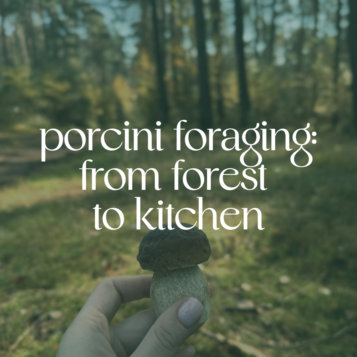 Porcini Foraging: From Forest to Kitchen