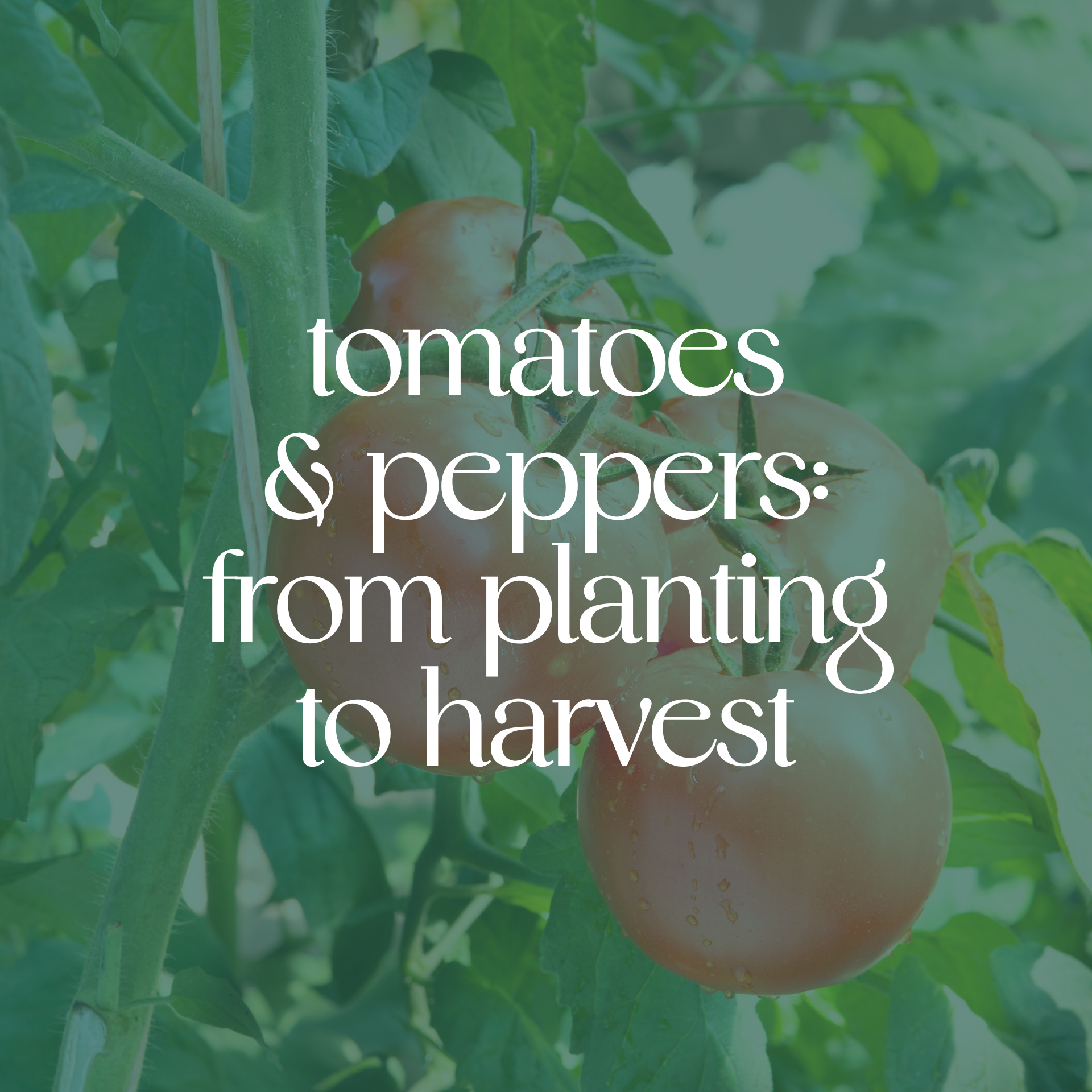 Tomatoes &amp; Peppers: From Planting to Harvest | Tuesday, April 14