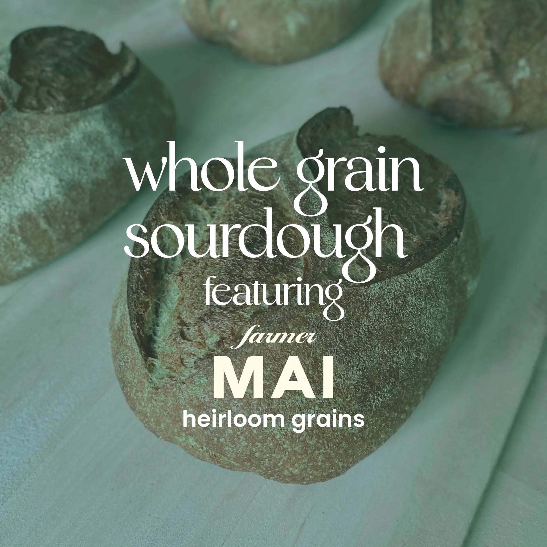 Whole Grain Sourdough featuring Farmer Mai Wheat
